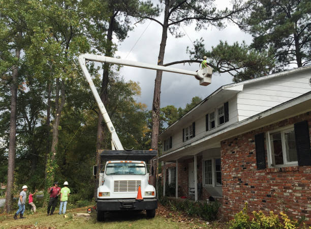 Becker, MN Tree Services Company