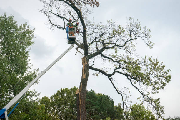 Best Tree Preservation Services  in Becker, MN