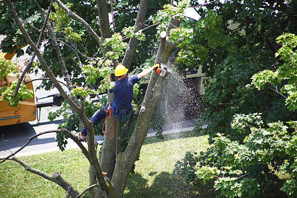 Best Emergency Tree Removal  in Becker, MN