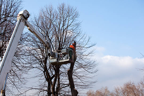 Best Stump Grinding and Removal  in Becker, MN