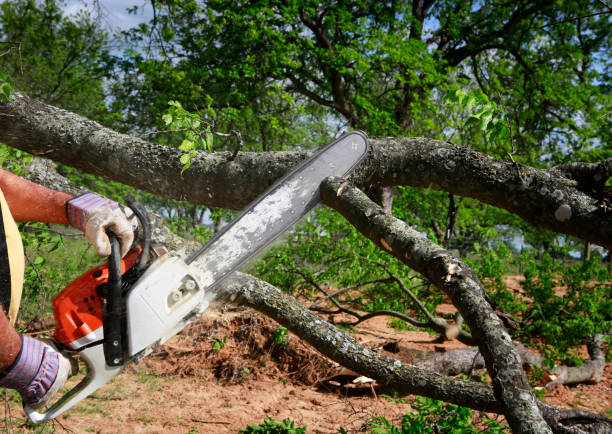 Best Lot and Land Clearing  in Becker, MN