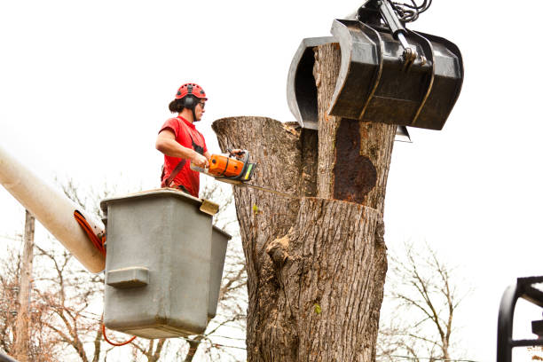  Becker, MN Tree Services Pros